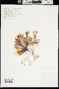 Ceramium arborescens image