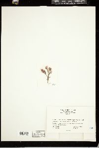 Acrochaetium savianum image