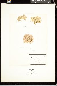 Corallina flabellata image