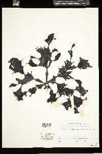 Opuntiella californica image