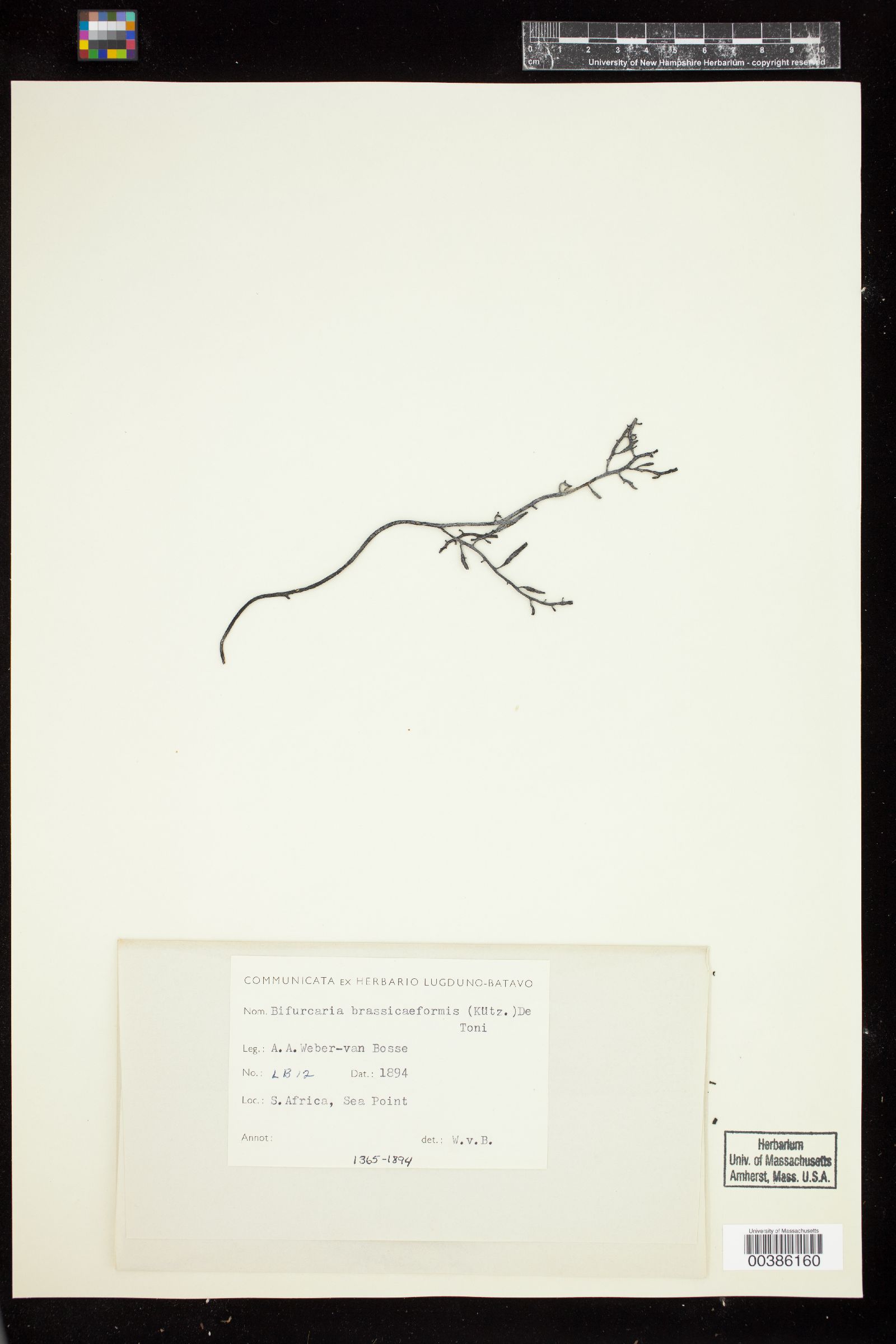 Brassicophycus image