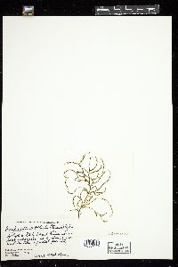 Papenfussiella callitricha image