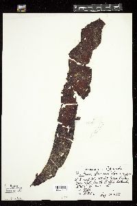Punctaria glacialis image