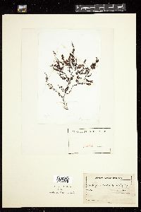 Sargassum incisifolium image