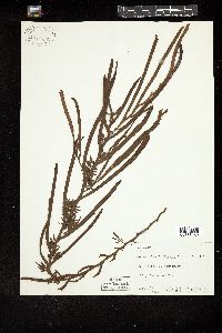 Scytothalia dorycarpa image
