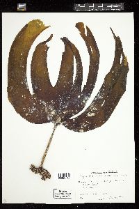 Laminaria hyperborea image