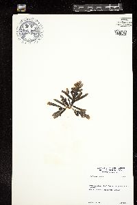Splachnidium rugosum image
