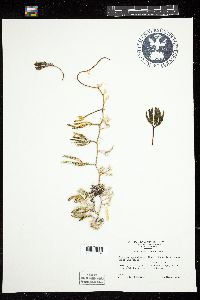 Caulerpa paspaloides var. laxa image