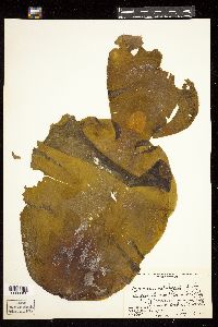 Laminaria solidungula image