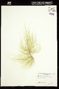 Cladophora crystallina image