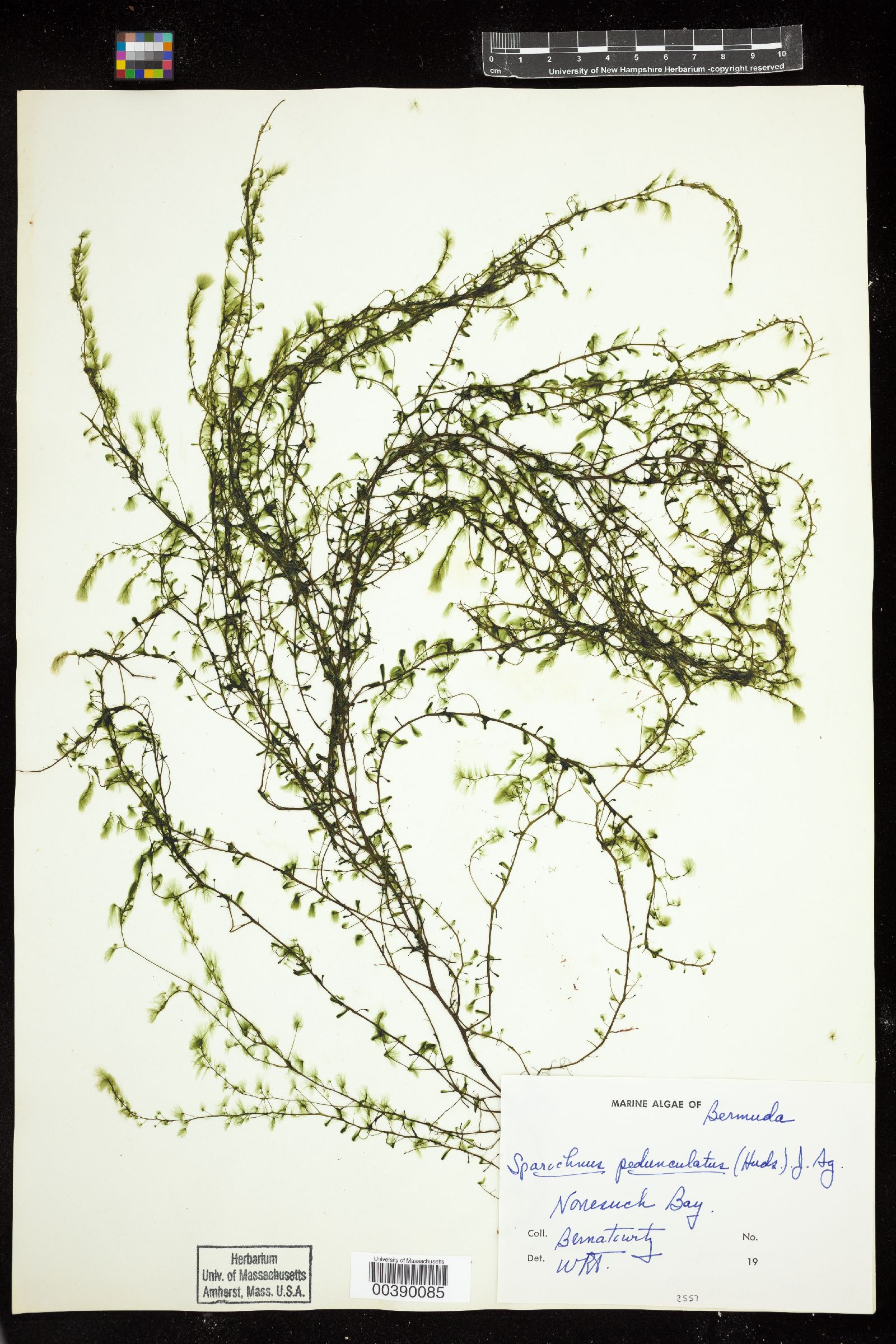Sporochnaceae image