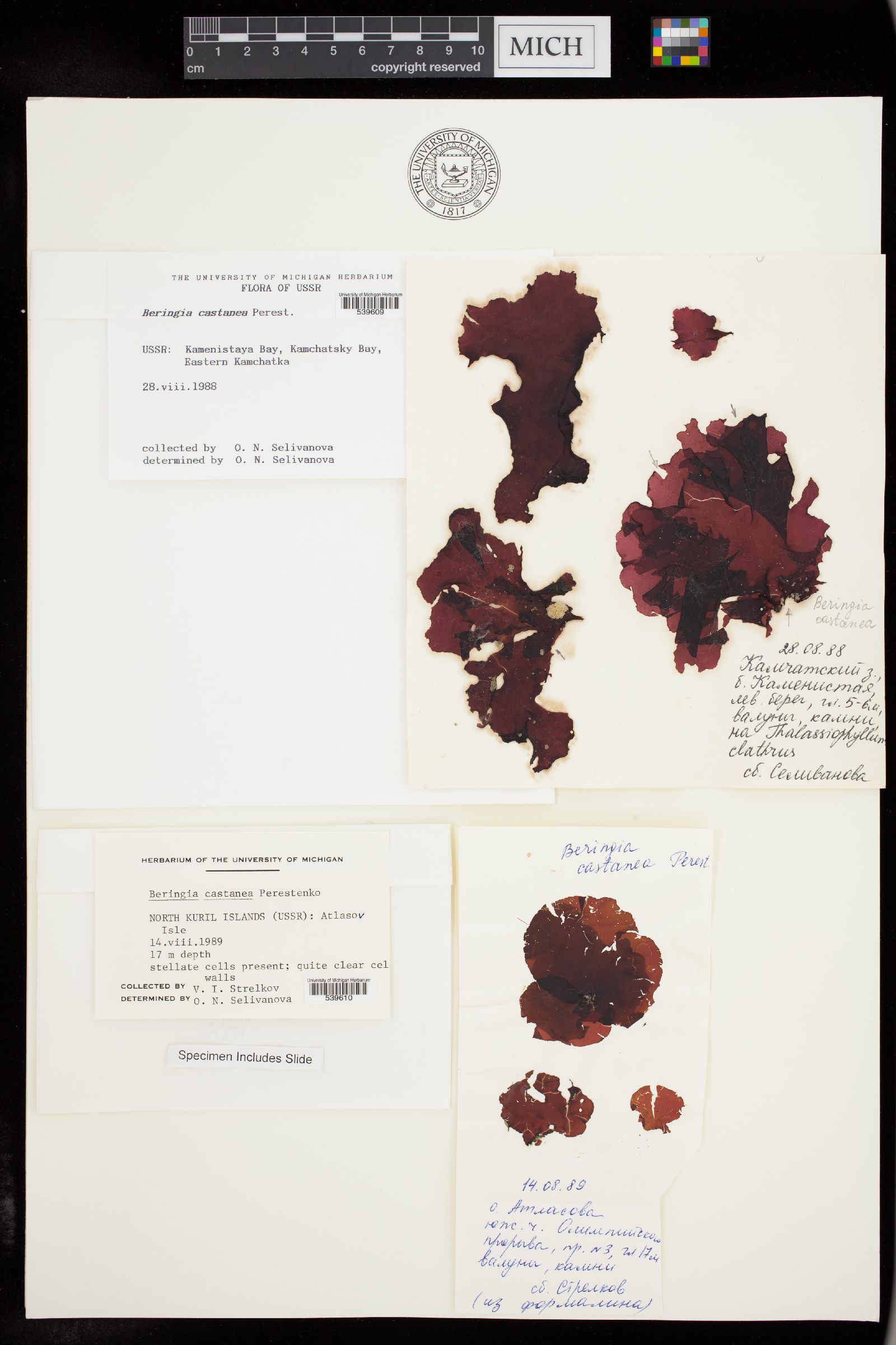 Beringia castanea image