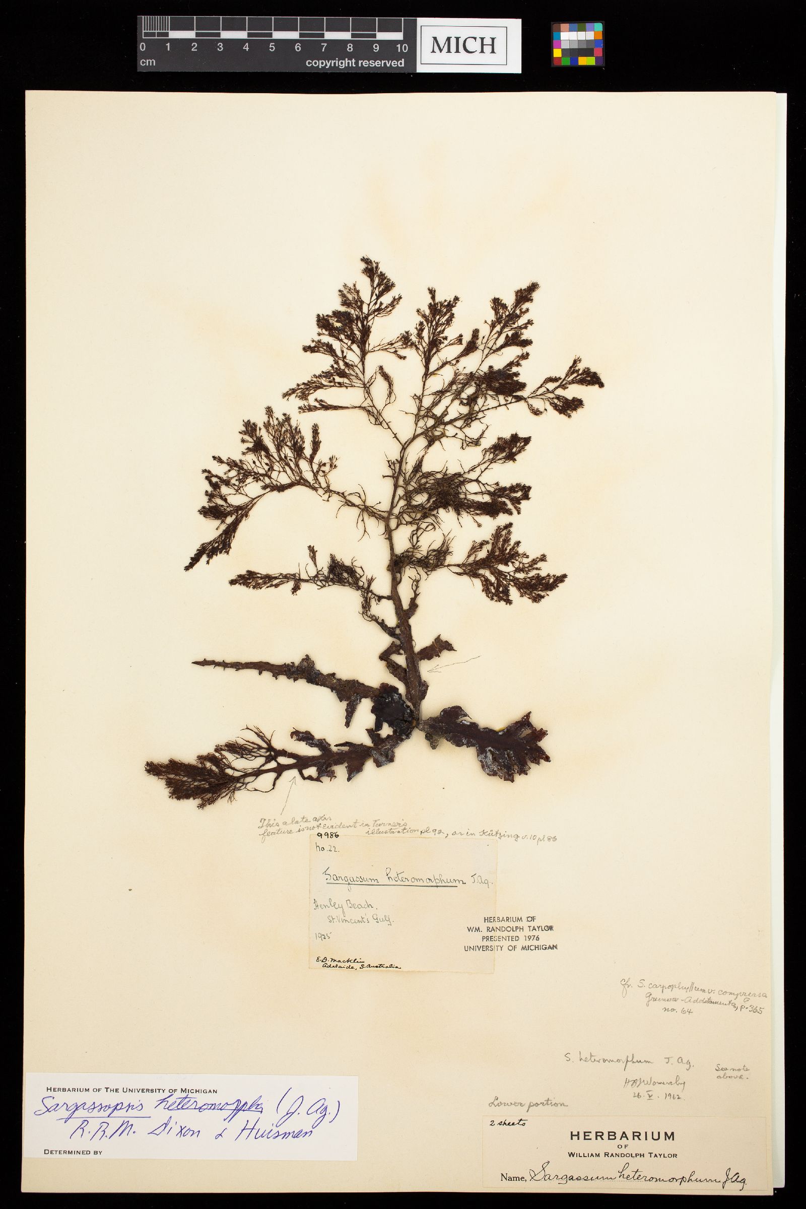 Sargassopsis heteromorphum image