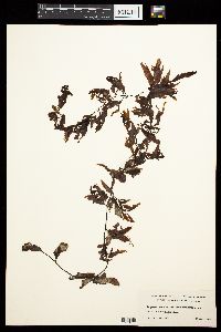 Sargassum aemulum image