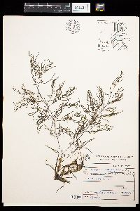 Image of Sargassum asperifolium