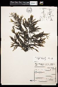 Image of Sargassum boveanum