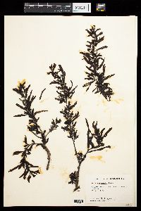 Sargassum sinicola subsp. camouii image