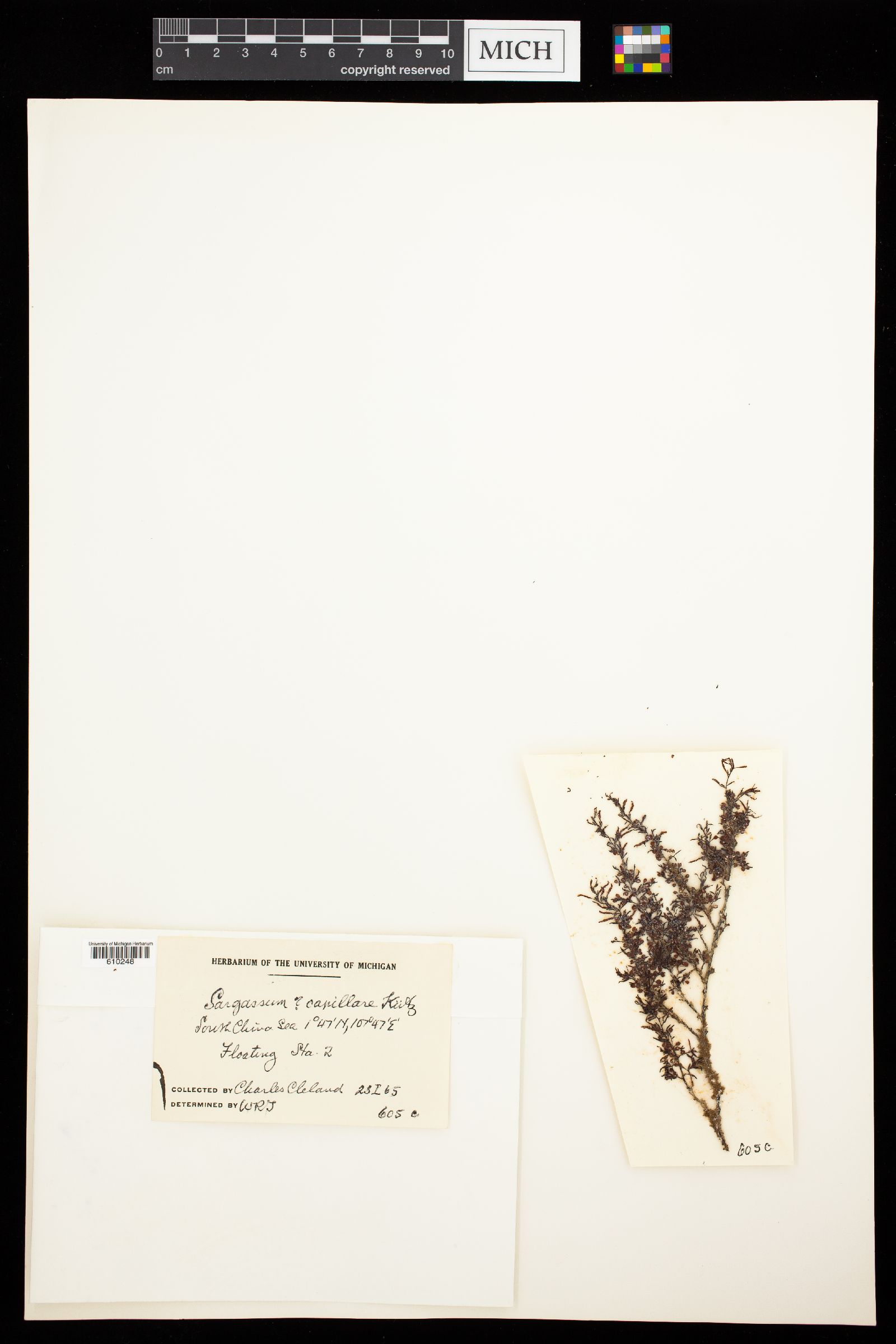 Sargassum capillare image