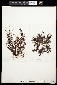 Sargassum acinarium image