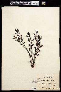 Sargassum nigrifolium image