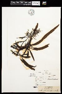 Sargassum ringgoldianum image