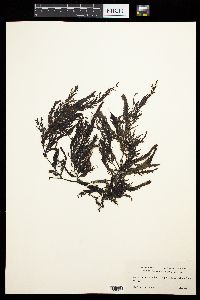 Sargassum serratifolium image