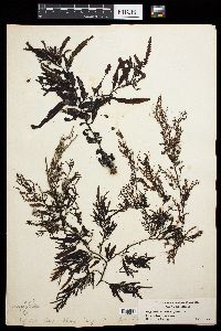 Sargassum siliquastrum image
