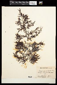 Sargassum swartzii image