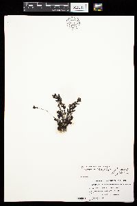 Sargassum buxifolium image