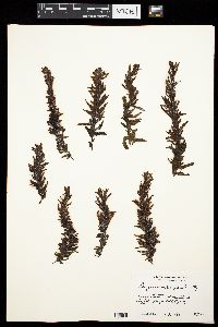 Sargassum cymosum image