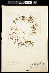 Sargassum filipendula image