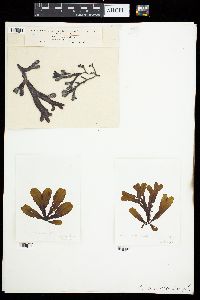 Fucus ceranoides image