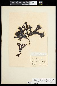 Fucus guiryi image