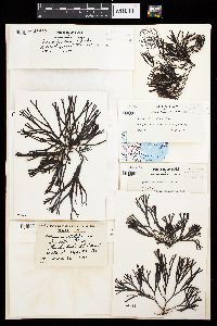 Fucus filiformis image