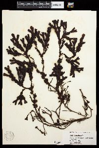 Fucus vesiculosus image