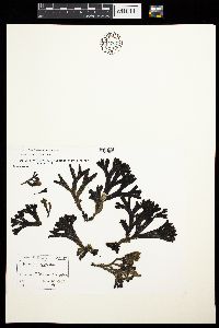 Fucus virsoides image