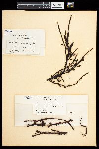 Ascophyllum nodosum image