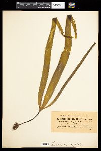 Laminaria digitata image