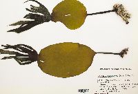 Laminaria hyperborea image