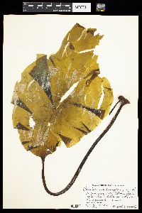 Laminaria solidungula image