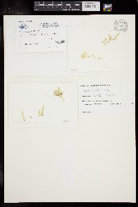 Caulerpa brachypus f. parvifolia image