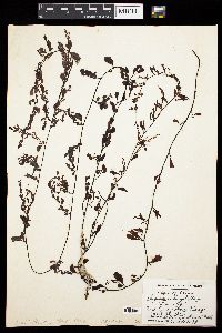 Sargassum hemiphyllum var. chinense image