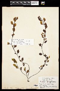 Sargassum hemiphyllum var. chinense image