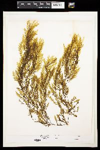 Sargassum horneri image