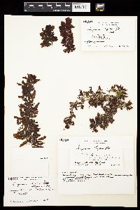 Sargassum hystrix image