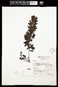 Sargassum ilicifolium image