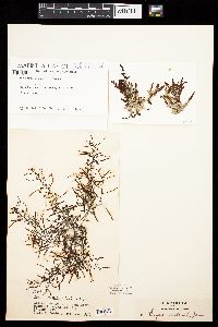 Sargassum natans image