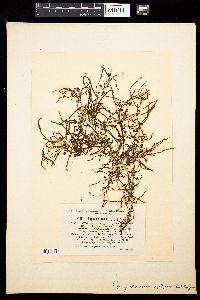 Sargassum natans image