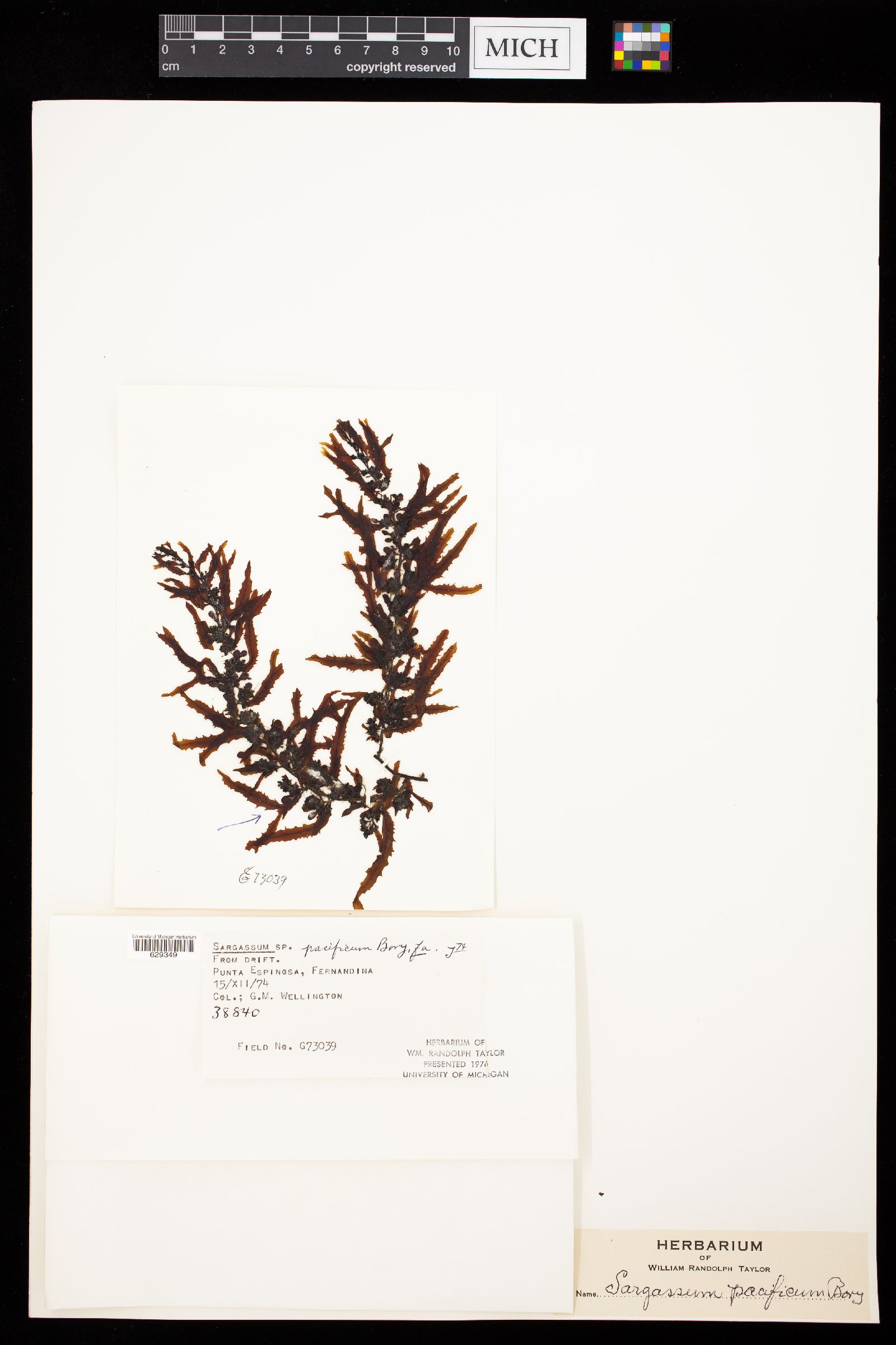 Sargassum pacificum image