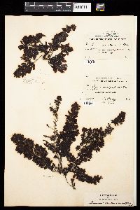 Sargassum polyceratium var. ovatum image